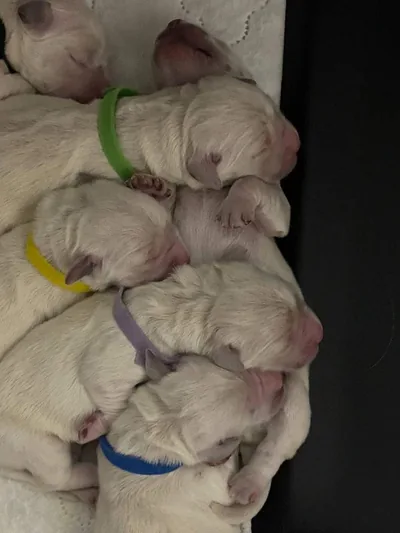 Fox Meadow English Cream Golden Retriever