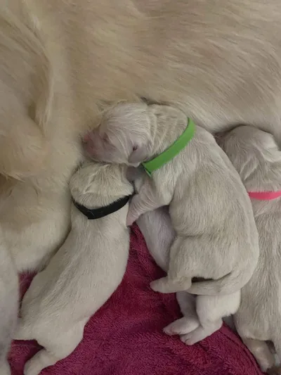 Fox Meadow English Cream Golden Retriever