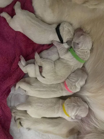 Fox Meadow English Cream Golden Retriever