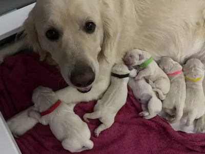 Fox Meadow English Cream Golden Retriever