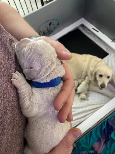 Fox Meadow English Cream Golden Retriever