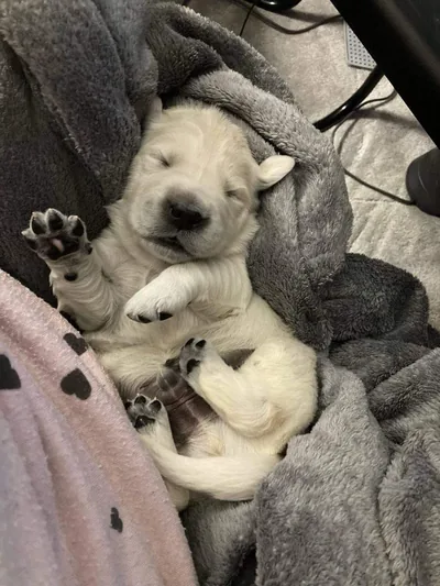 Fox Meadow English Cream Golden Retriever