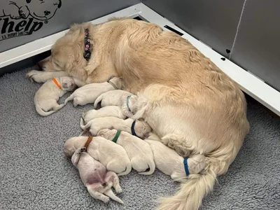 Fox Meadow English Cream Golden Retriever