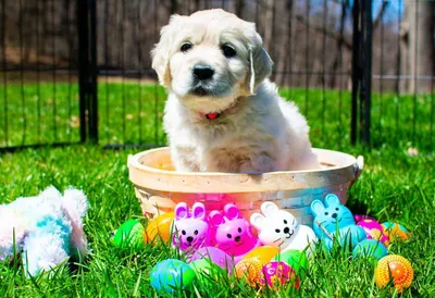 Fox Meadow English Cream Golden Retriever