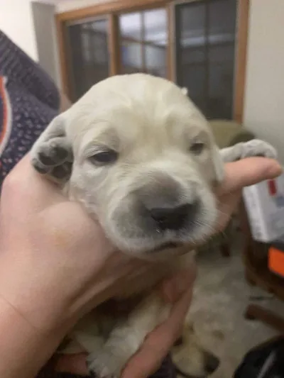 Fox Meadow English Cream Golden Retriever