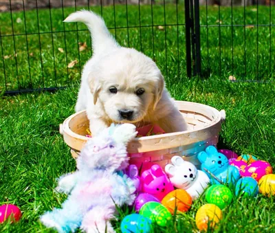 Fox Meadow English Cream Golden Retriever