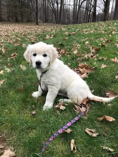 Fox Meadow English Cream Golden Retriever