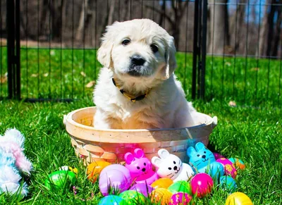 Fox Meadow English Cream Golden Retriever